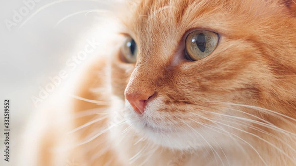Obraz Bliska portret profil ładny rudy kot. Puszysty zwierzak patrzy w drugą stronę.