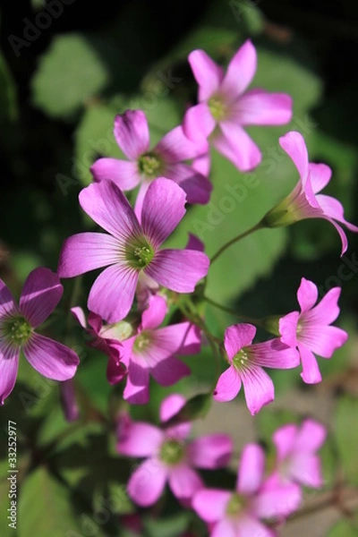 Fototapeta ムラサキカタバミの花