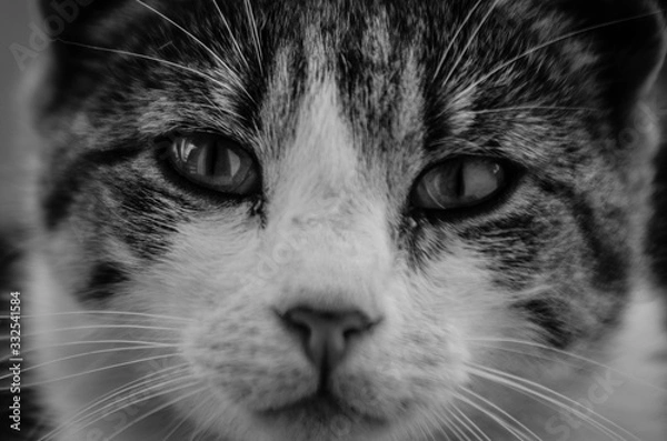 Fototapeta Portrait of a surprised cat Scottish Straight, closeup, isolated.