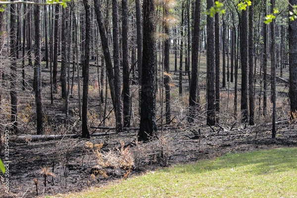 Obraz controlled burn fire in forest