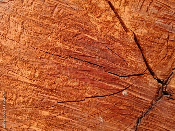 Obraz texture of wood