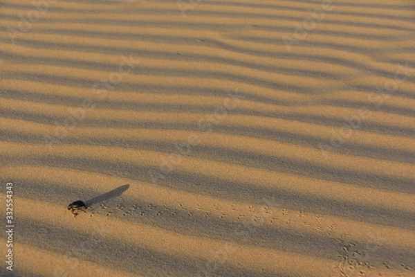 Obraz インドのラジャスタン州のジャイサルメール
クーリー村の砂丘を歩く、
糞虫のフンコロガシ