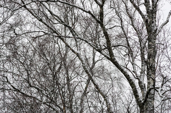 Obraz trees in winter