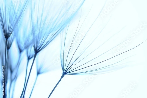 Obraz dandelion seeds