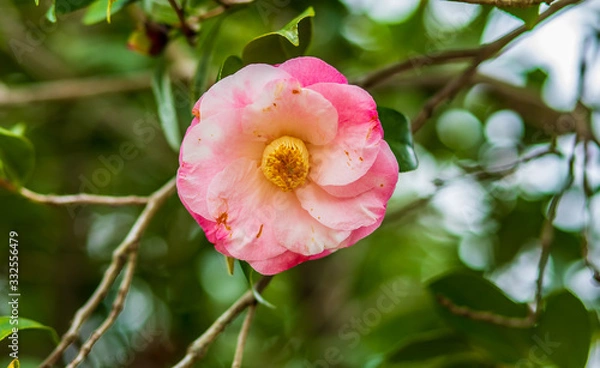 Obraz Pretty in Pink