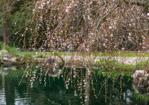 Fototapeta Spring and Hope