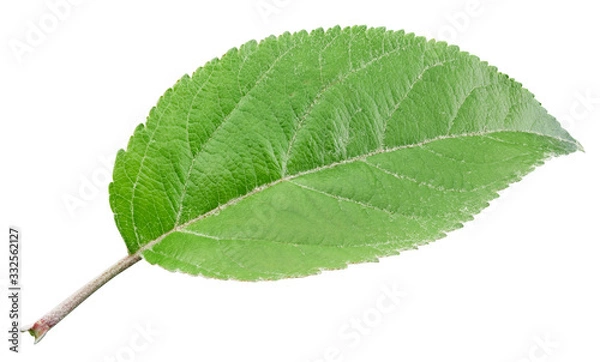 Fototapeta Apple leaves isolated on white background. One Leaf Apple Clipping Path.