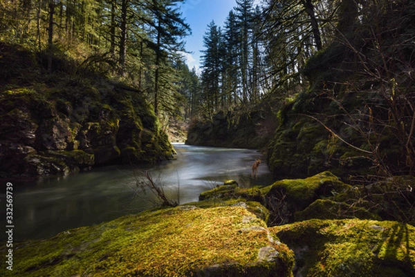 Obraz river in forest