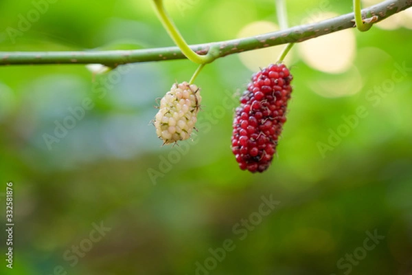 Fototapeta red berries on a branch