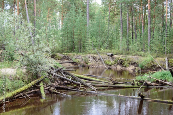 Obraz Fast taiga river with fallen trees blocking the path in the forest.