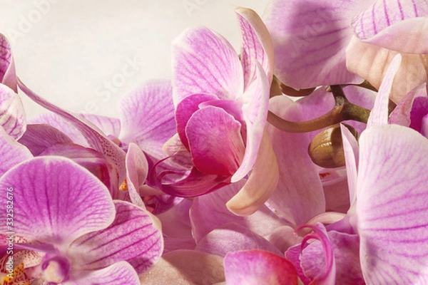 Obraz Delicate background of orchid flowers in pink and lilac colors. Selective focus, light background.