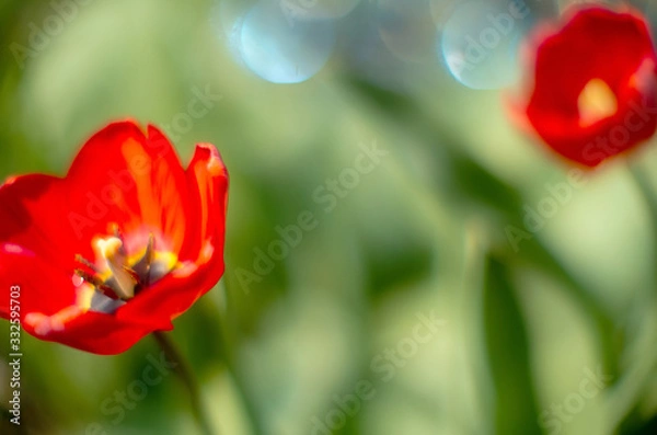 Obraz tulip in the sun