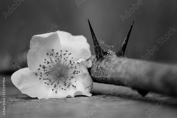 Obraz Black and white photo of rose hips