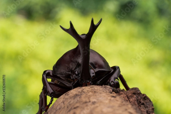 Obraz カブトムシ 甲虫 オス