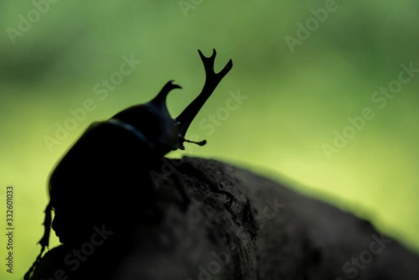 Obraz カブトムシ 甲虫 オス