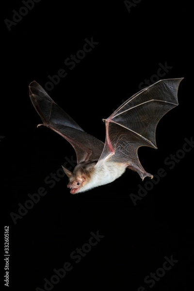 Obraz Bechsteins bat flying close up