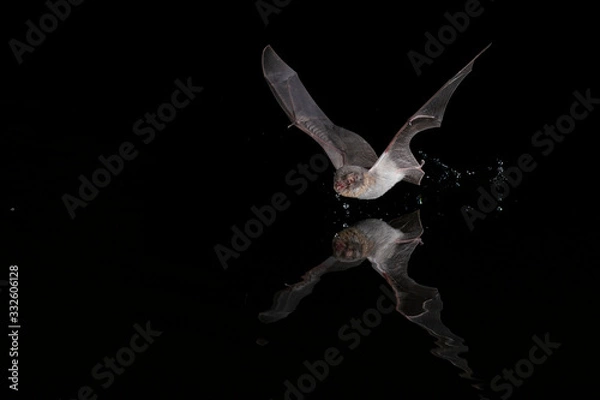 Obraz Water Bat Daubentons