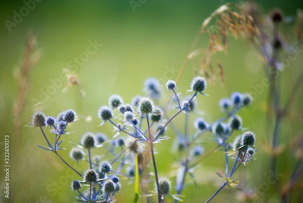 Fototapeta flower, nature, spring, flowers, lavender,