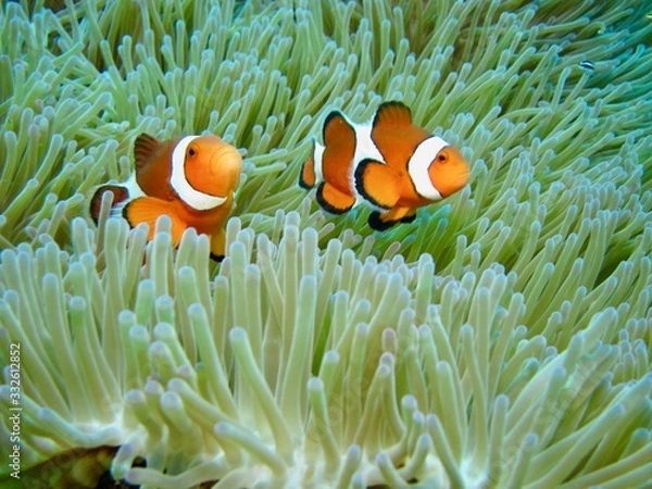 Fototapeta イソギンチャクの中の2匹のカクレクマノミ