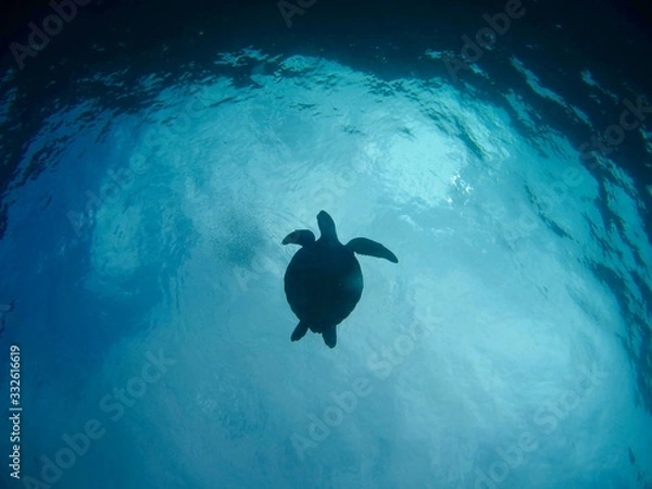 Fototapeta 海の中を泳ぐアオウミガメ