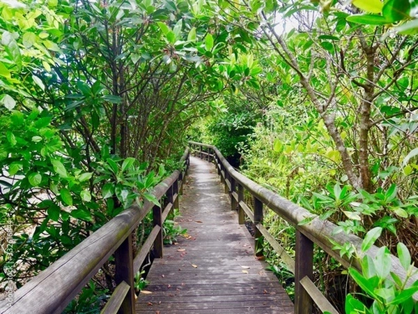 Fototapeta 森の中に続く木の小道