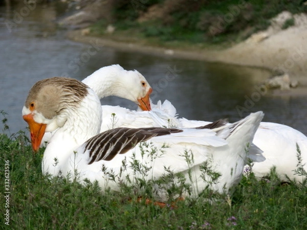 Obraz Goose and goose.