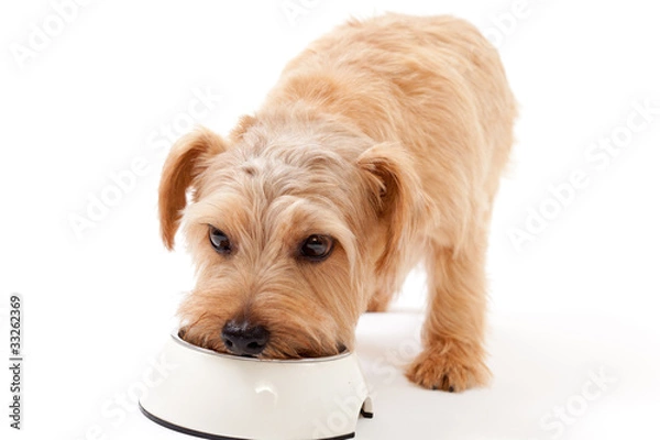 Obraz ドッグフードを食べるノーフォークテリア