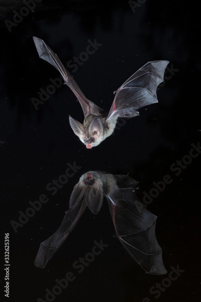 Obraz Long eared bat reflection