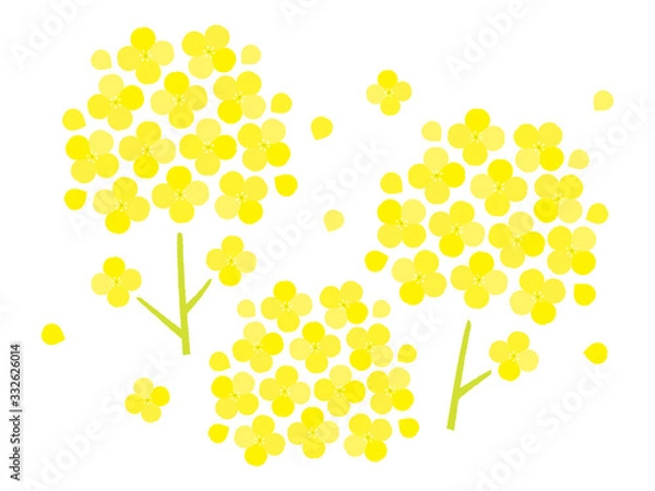 Obraz 菜の花のベクターイラスト