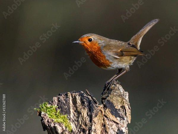 Fototapeta Perching Robin