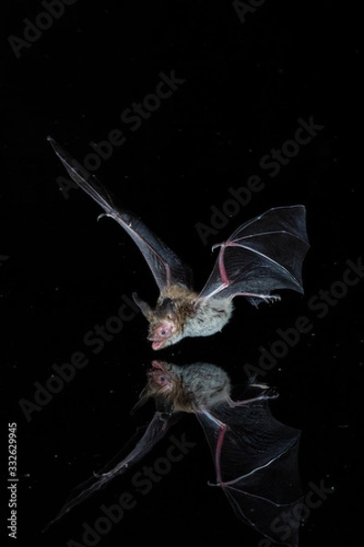 Obraz Bechsteins Bat Drinking