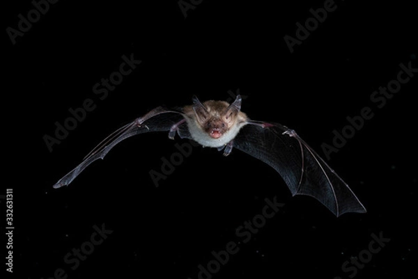 Obraz Bechsteins Bat