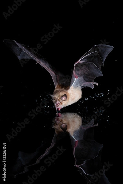 Obraz Greater Horseshoe Bat