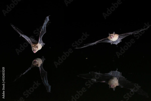 Obraz Two bats drinking