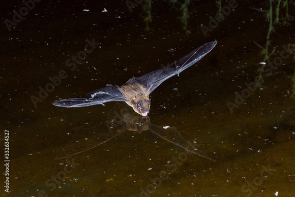 Obraz Soprano Pipistrelle Bat Drinking