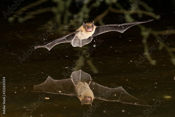 Obraz Soprano Pipistrelle Bat Drinking