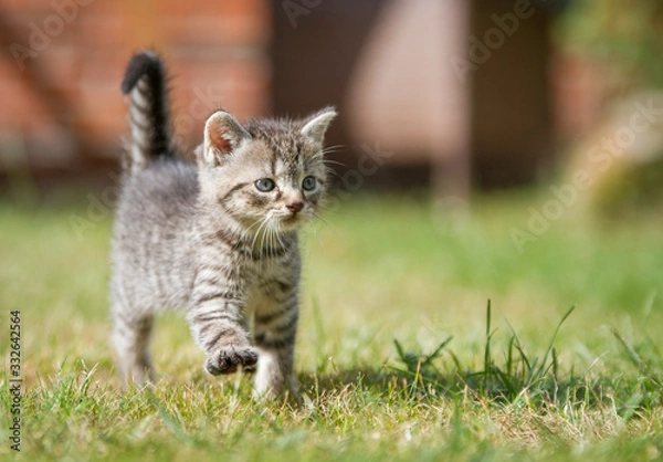 Fototapeta getigertes Katzenbaby