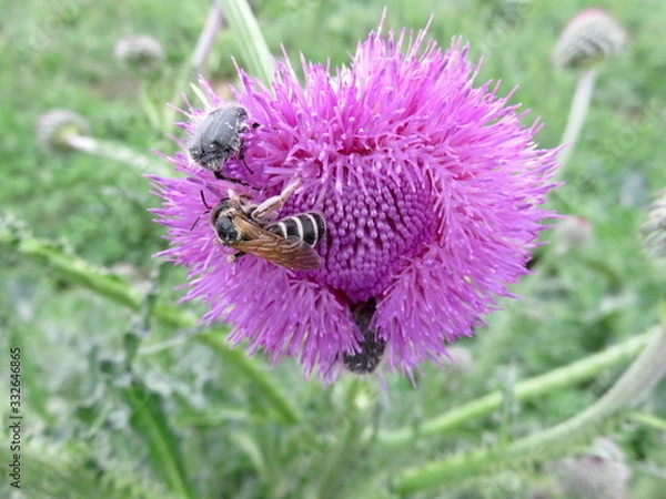 Obraz Insects feast on the nectar of Thistle flowers.