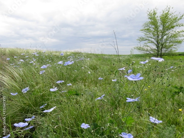 Obraz Flax blooming in the field