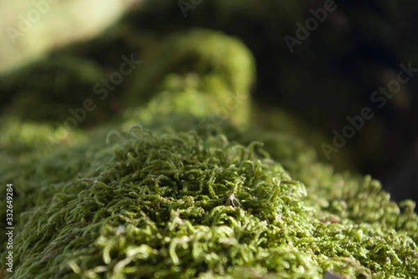 Obraz peat moss on a tree root, sphagnum close up