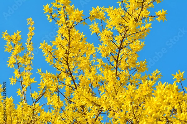 Obraz 노란 개나리가 만개한 봄