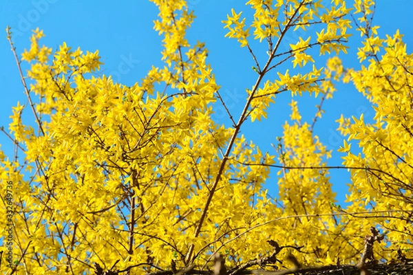 Obraz 노란 개나리가 만개한 봄