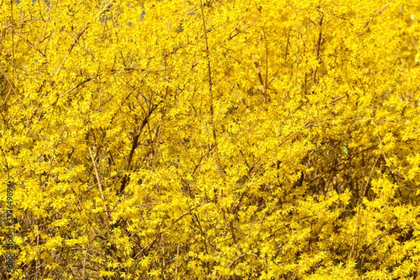 Fototapeta 노란 개나리가 만개한 봄