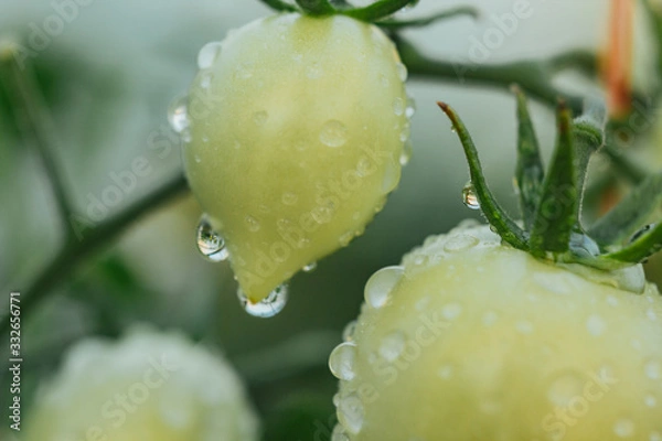 Fototapeta drops of water on vegetables close-up. after the rain. dew on plants in a greenhouse. proper nutrition. veganism, farming, home-grown cucumbers.