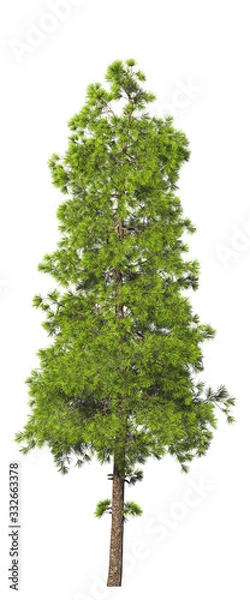 Fototapeta Evergreen tall coniferous pine tree on a white insulating background on high resolution. 3D stock illustration.
