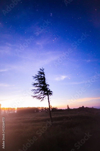 Obraz 朝焼けと木とオリオン座