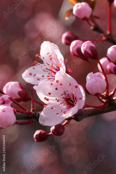 Fototapeta Rosa Kirschblüte