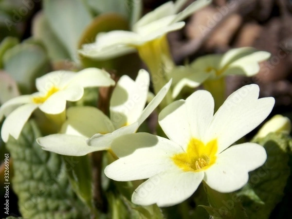 Fototapeta lots of small spring yellow flowers