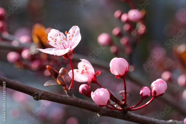 Fototapeta Rosa Kirschblüte