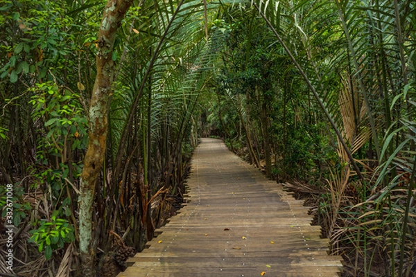 Obraz Wooden boardwalk in natural untouched mangrove forest in pulau Ubin, Singapore whole island like a park place worth a visit